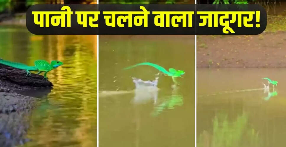 छिपकली का पानी पर दौड़ने का अद्भुत वीडियो वायरल