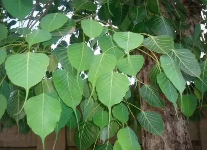 शनिदेव को प्रसन्न करने के प्रभावी उपाय