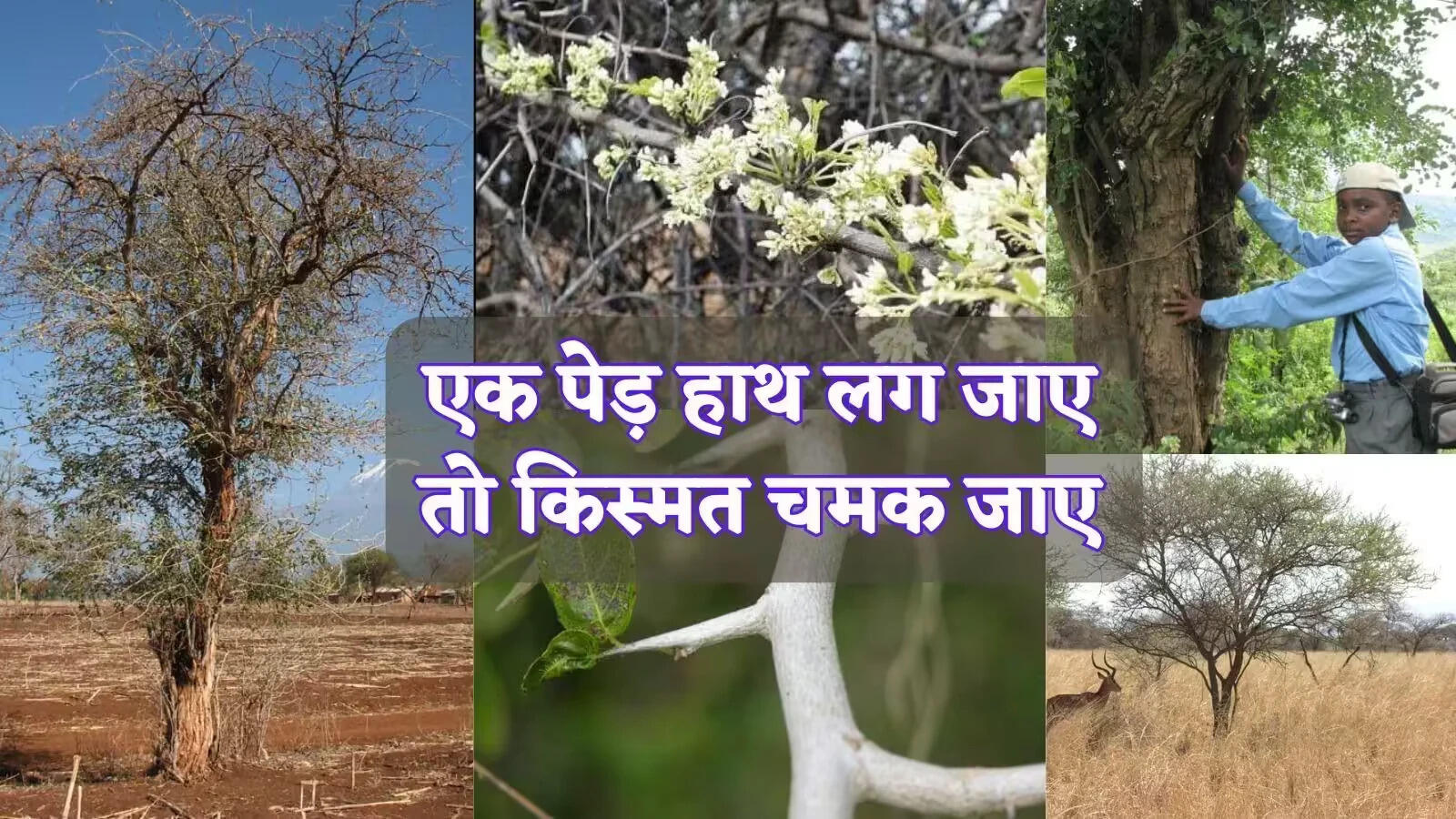 दुनिया की सबसे महंगी लकड़ी: अफ्रीकन ब्लैकवुड की अनोखी विशेषताएँ