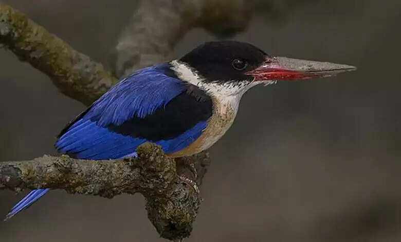 बारनवापारा अभयारण्य में दुर्लभ ब्लैक-कैप्ड किंगफिशर का अवलोकन