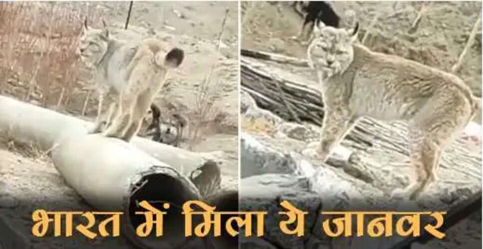 हिमालय में मिले दुर्लभ जानवर का वीडियो हुआ वायरल