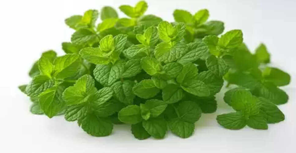 पुदीना : गर्मियों में सेहत का खजाना, रखे ठंडा और तरोताजा