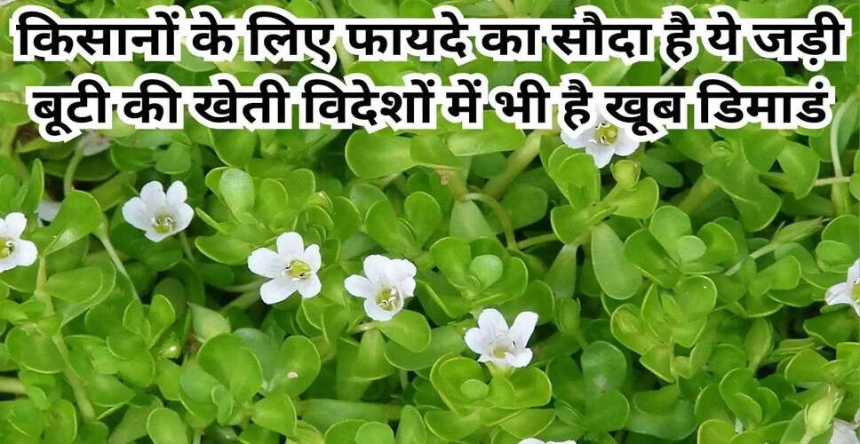 ब्राह्मी की खेती: किसानों के लिए लाभकारी विकल्प