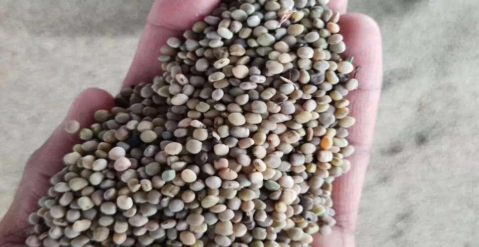 ग्वार के भाव में स्थिरता, किसानों की बिक्री में कमी