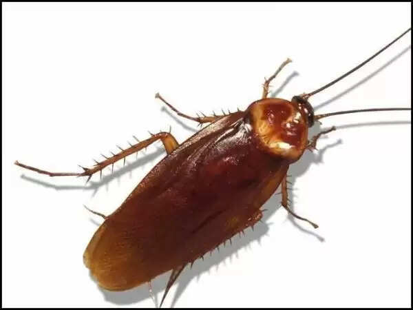 अस्थमा अटैक के 5 प्रमुख कारण और उनसे बचने के उपाय