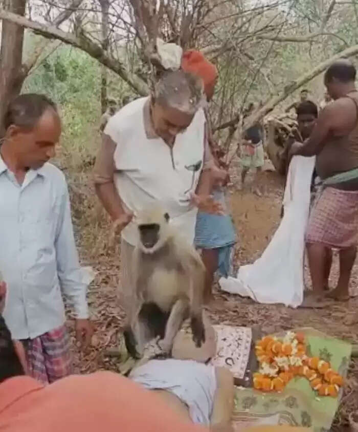 लंगूर ने बुजुर्ग की अंतिम यात्रा में किया भावुक श्रद्धांजलि का प्रदर्शन