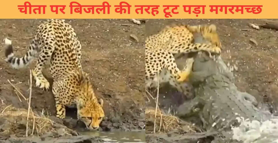 चीते पर मगरमच्छ का तेज हमला: वायरल वीडियो ने किया हैरान