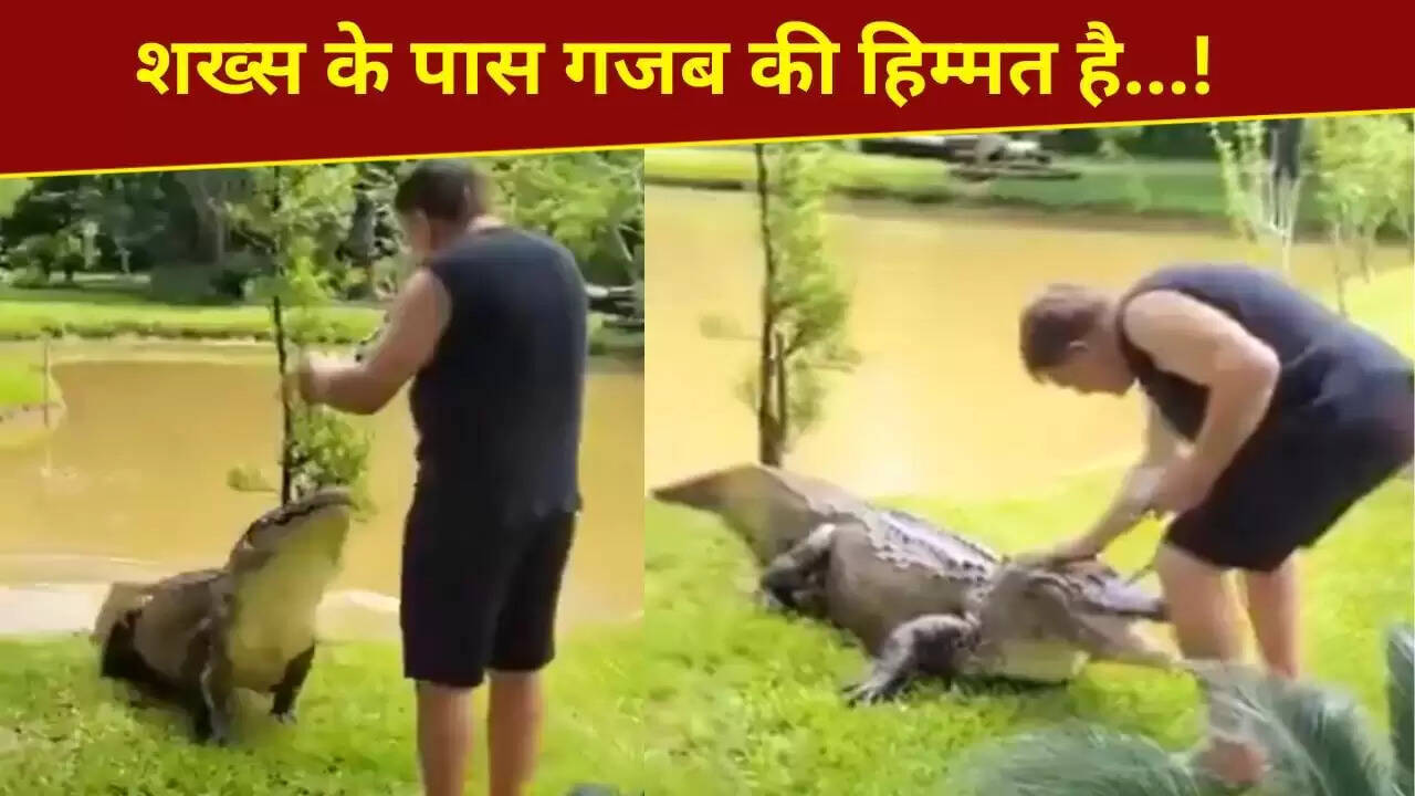 शख्स ने मगरमच्छ को खिलाया और सहलाया, वीडियो ने मचाई धूम