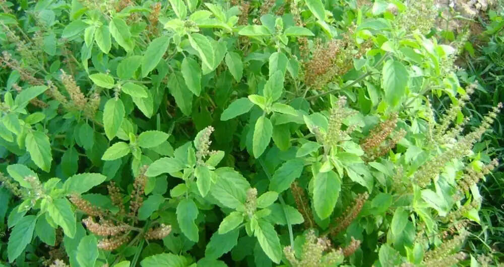घरेलू नुस्खे: मुंह के छालों से राहत पाने के उपाय