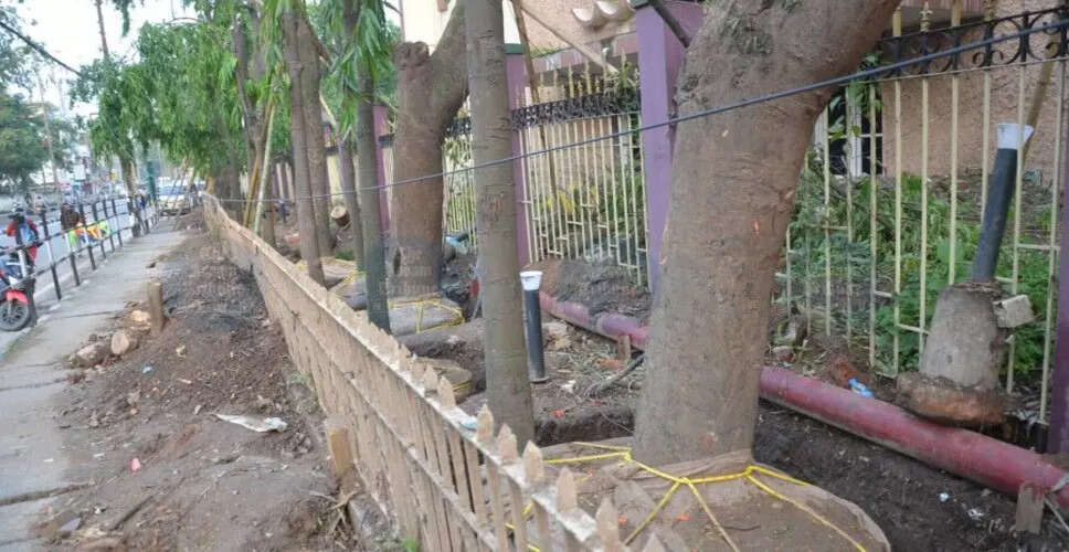 गुवाहाटी उच्च न्यायालय ने पेड़ ट्रांसलोकेशन के लिए SOP मांगी