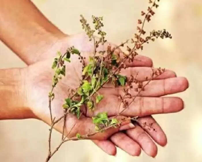 तुलसी के पौधे का महत्व और सूखने के संकेत