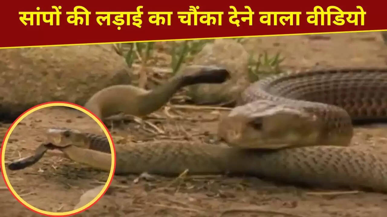 दो जहरीले सांपों की भयानक लड़ाई का वायरल वीडियो