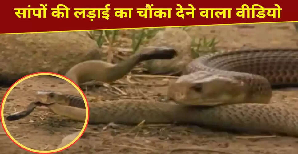दो जहरीले सांपों की भयानक लड़ाई का वायरल वीडियो