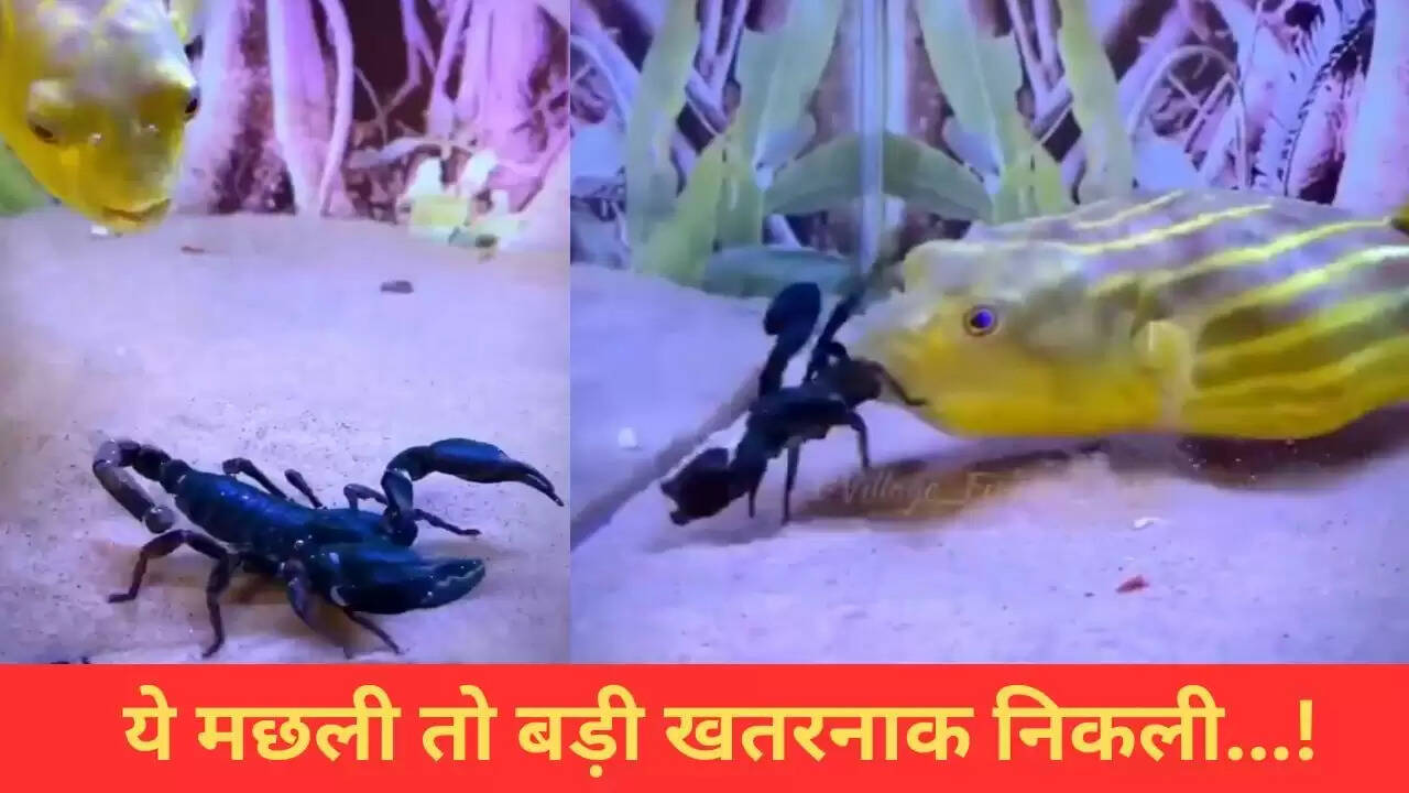 मछली ने जहरीले बिच्छू को जिंदा खाया, वायरल वीडियो में देखें अद्भुत नजारा