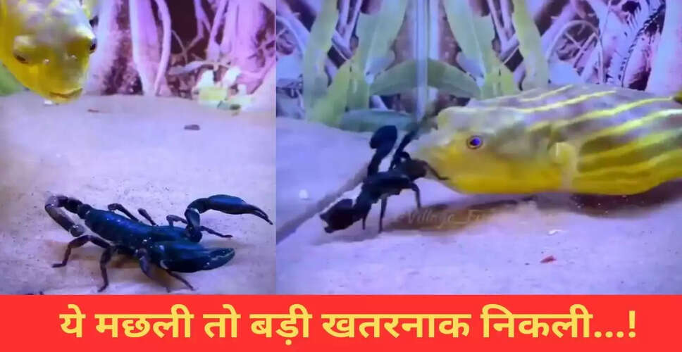 मछली ने जहरीले बिच्छू को जिंदा खाया, वायरल वीडियो में देखें अद्भुत नजारा
