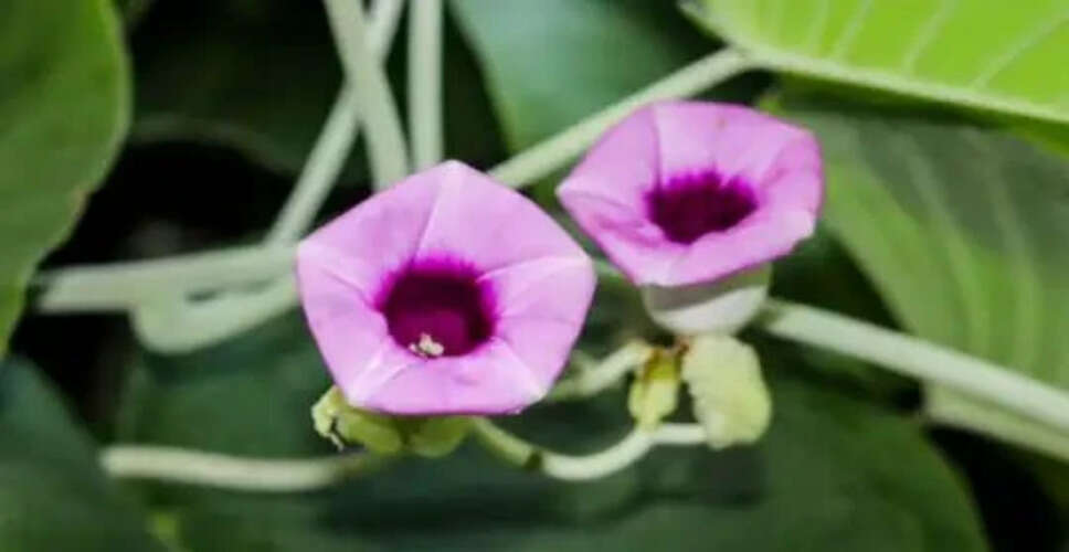 वृद्धों के लिए वरदान: विधारा पौधे के अद्भुत लाभ