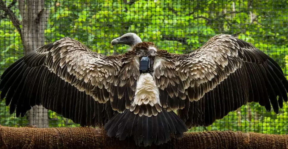 राजस्थान और मध्यप्रदेश में गिद्धों की सुरक्षा के लिए उठाए गए महत्वपूर्ण कदम