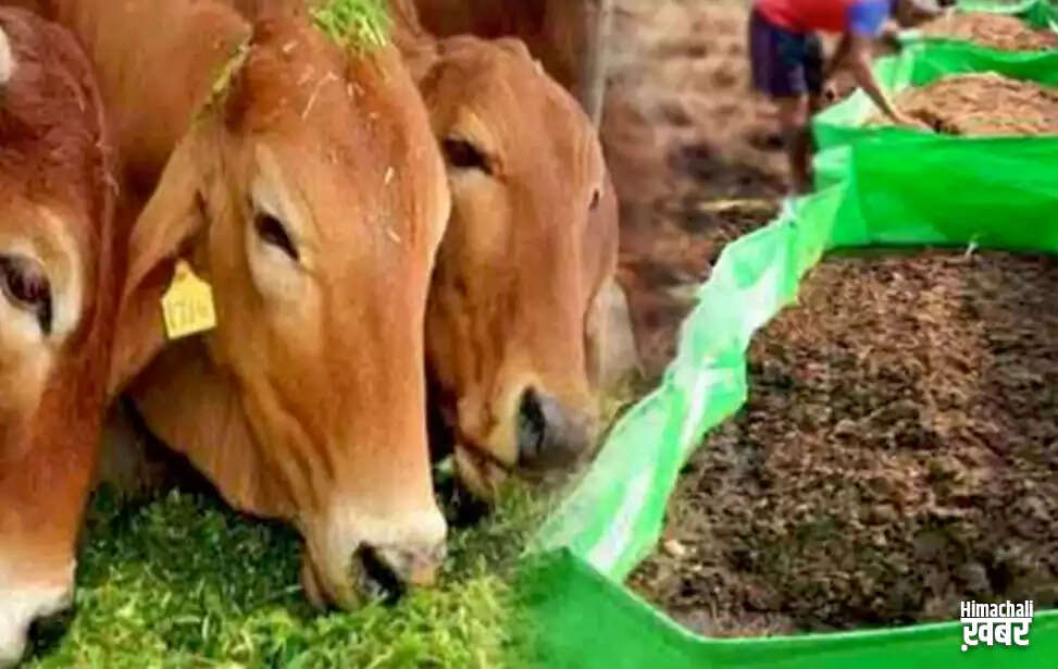 गाय के गोबर से जैविक खाद बनाने वाले किसान को मिल सकता है राज्य स्तरीय पुरस्कार