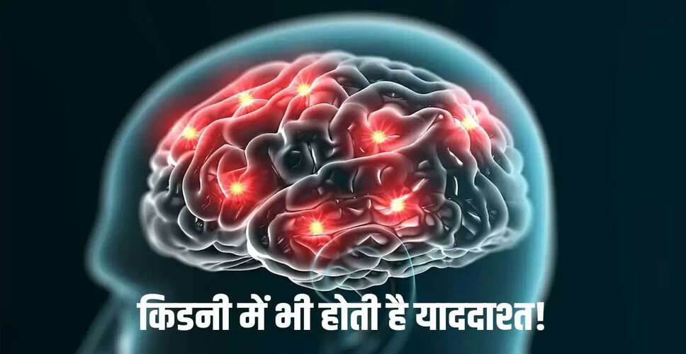 किडनी भी रखती है यादें: नई शोध में चौंकाने वाला खुलासा