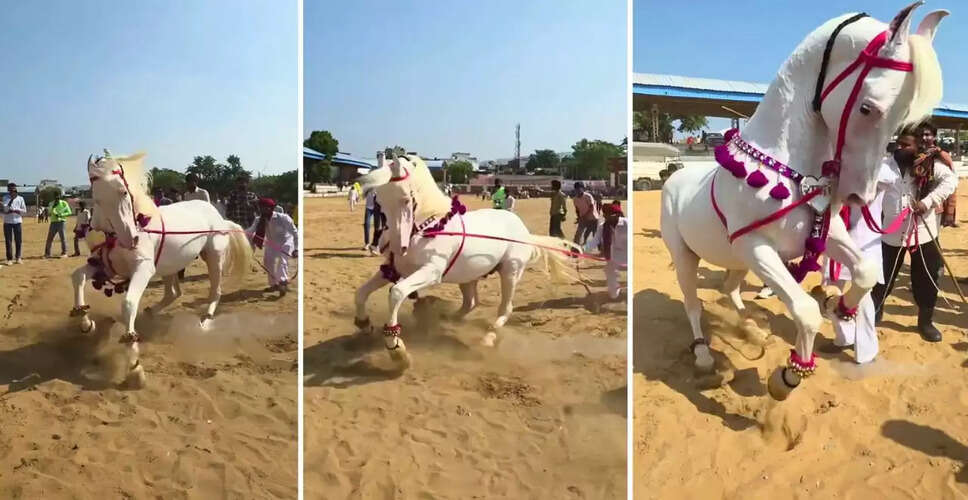 राजस्थान के पुष्कर मेले में डांसिंग घोड़ा बना इंटरनेट का सितारा