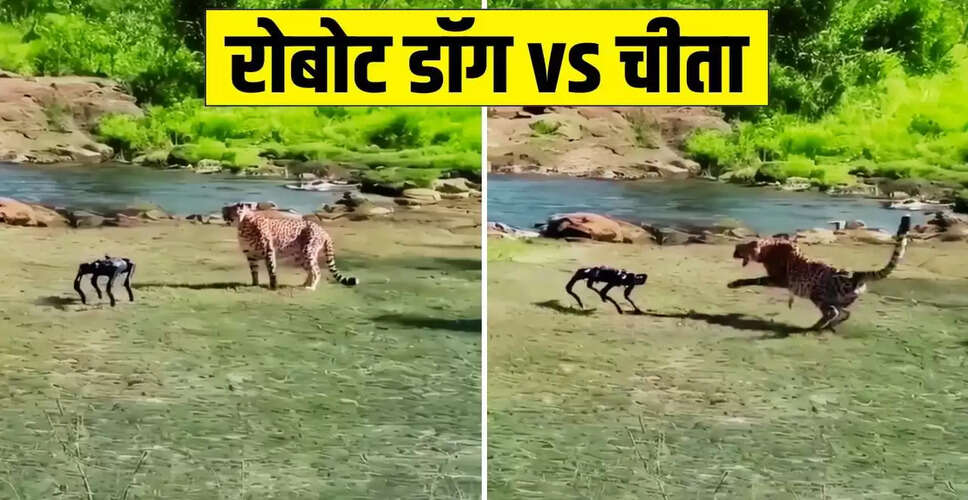 चीते और रोबोट डॉग का अनोखा सामना: वायरल वीडियो ने मचाया तहलका