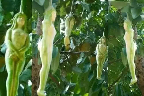थाईलैंड का अनोखा पेड़: लड़कियों के आकार के फल की रहस्यमय कहानी