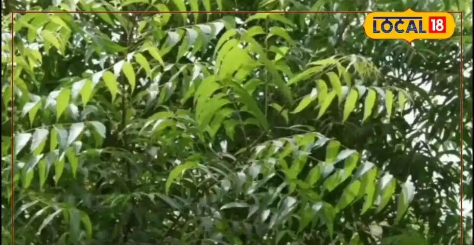 नीम के अद्भुत स्वास्थ्य लाभ: जानें कैसे यह औषधीय पेड़ आपके लिए फायदेमंद है