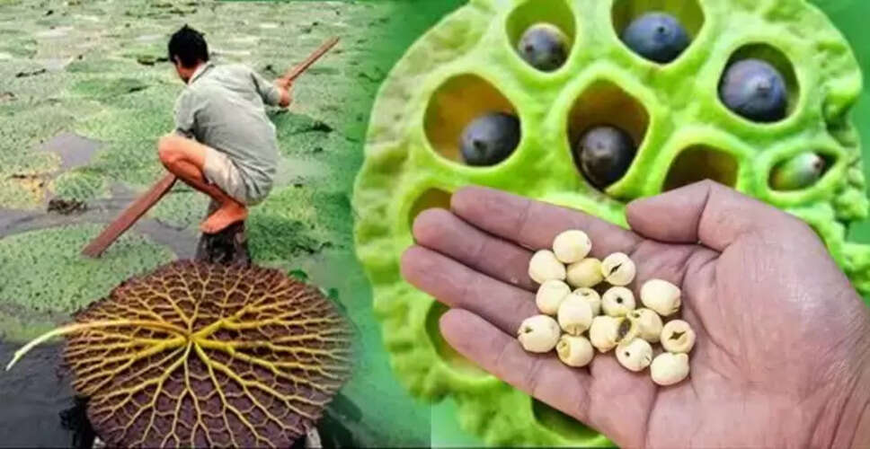 मखाने की खेती और इसके स्वास्थ्य लाभ