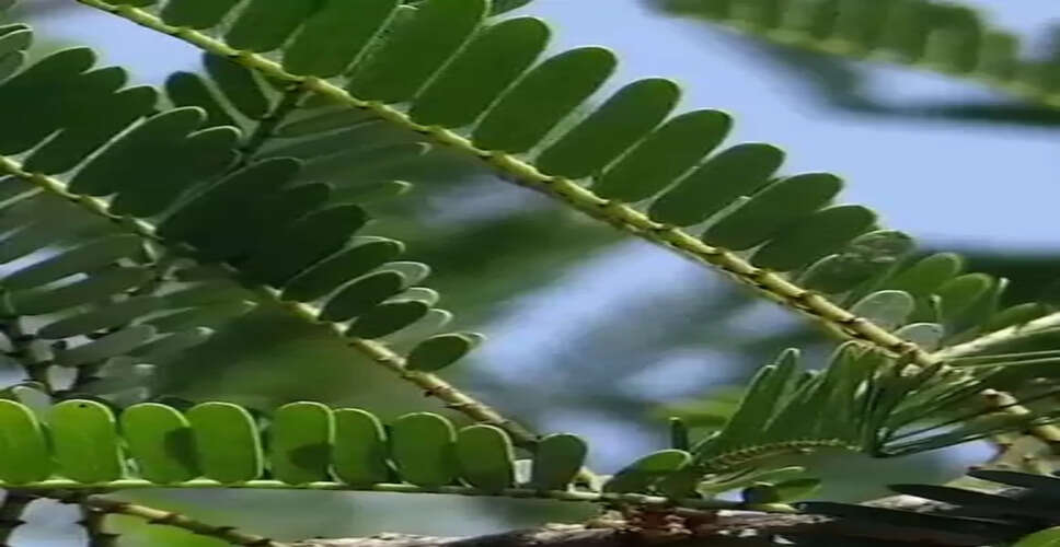 फैटी लिवर से डायबिटीज तक, कई मर्ज की एक दवा ‘भूमि आंवला’