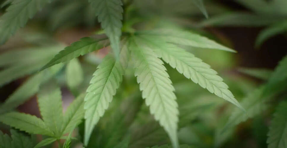 कैनाबिस का मानसिक स्वास्थ्य पर प्रभाव: नई समीक्षा के निष्कर्ष