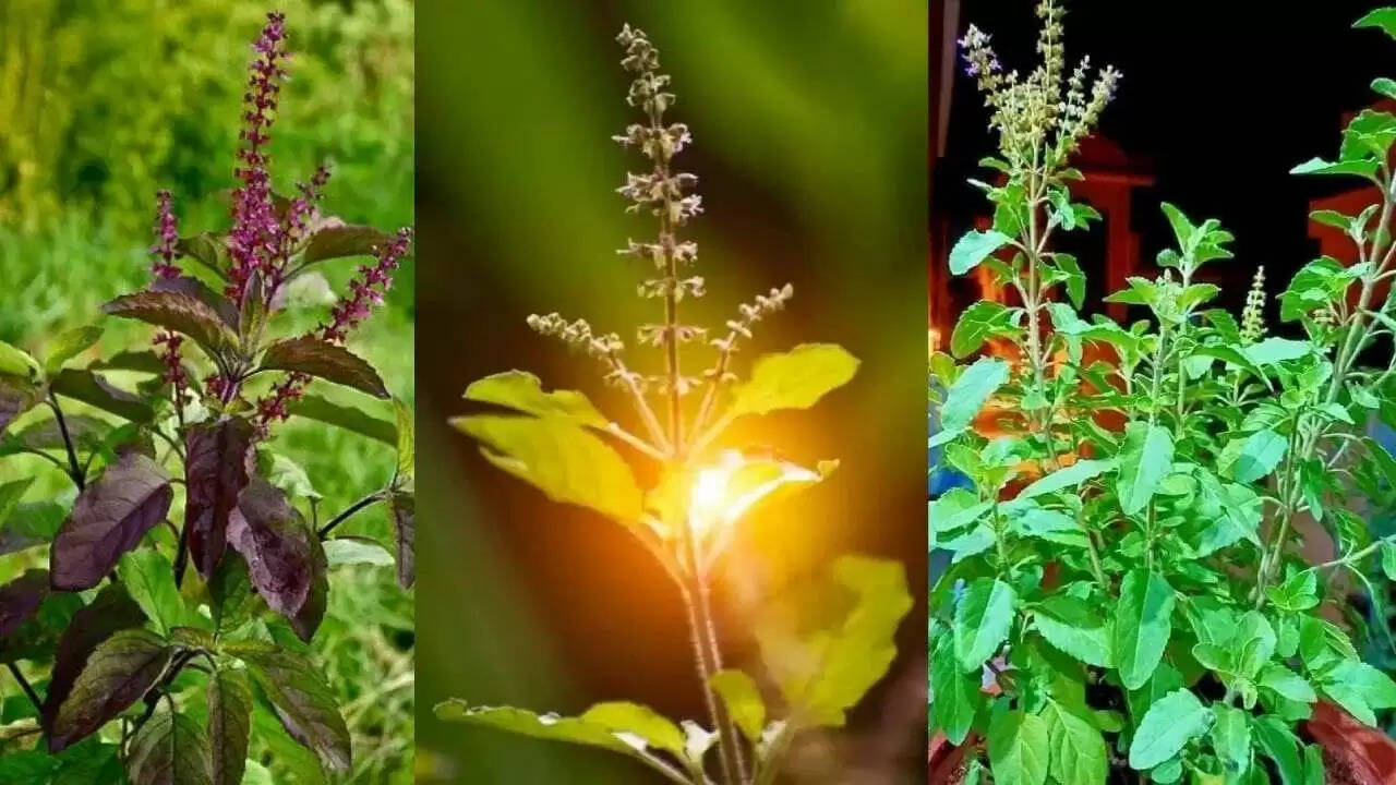 तुलसी पूजा के नियम: घर में विष्णु और लक्ष्मी तुलसी का महत्व