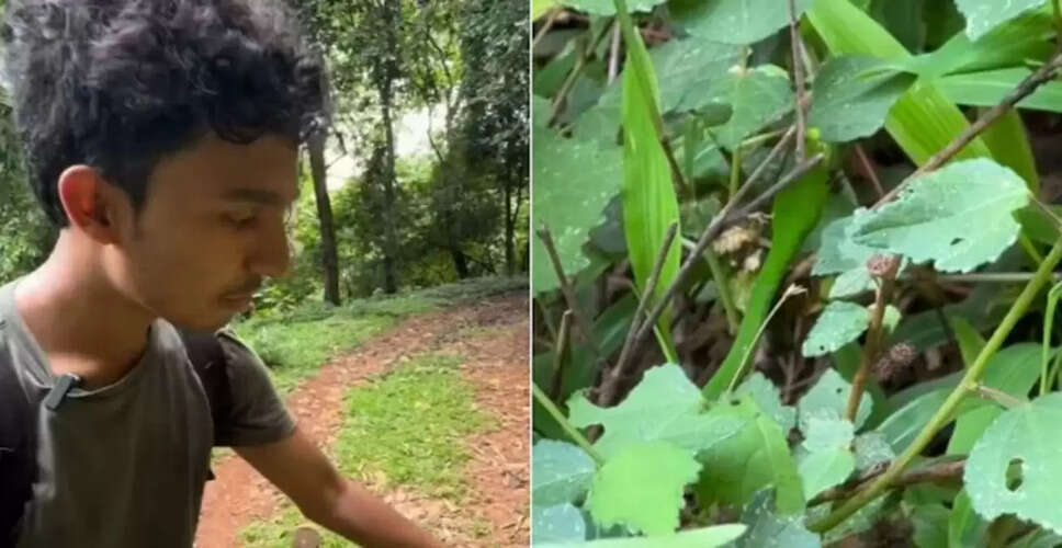 जंगल में छिपे खतरनाक शिकारी का वायरल वीडियो: क्या आप इसे पहचान पाएंगे?