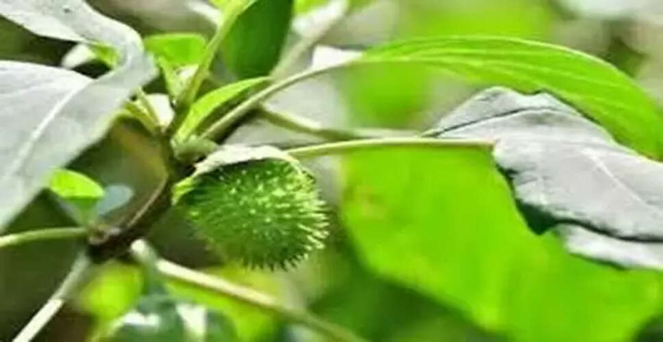 धतूरा: भगवान शिव का प्रिय पौधा और आयुर्वेद में इसका महत्व