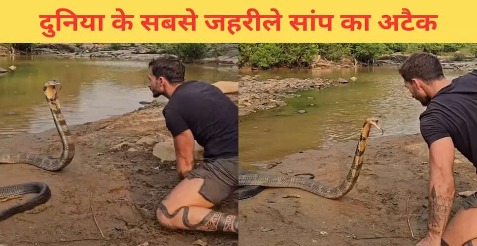 खतरनाक किंग कोबरा के साथ खिलवाड़ का वायरल वीडियो
