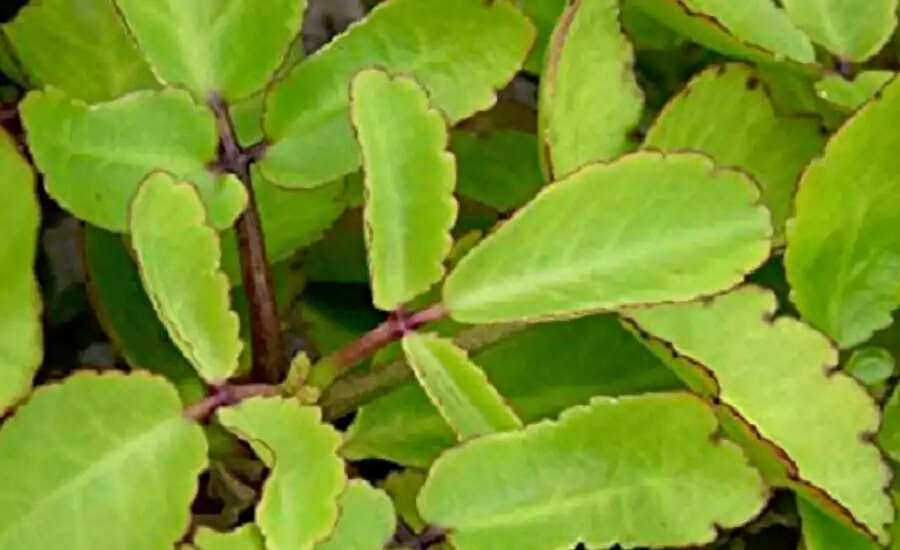 पथरी के घरेलू उपाय: क्या सच में हैं प्रभावी?