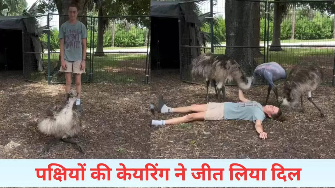 दिल को छू लेने वाला वीडियो: पक्षियों के सामने लड़की ने किया बेहोश होने का नाटक