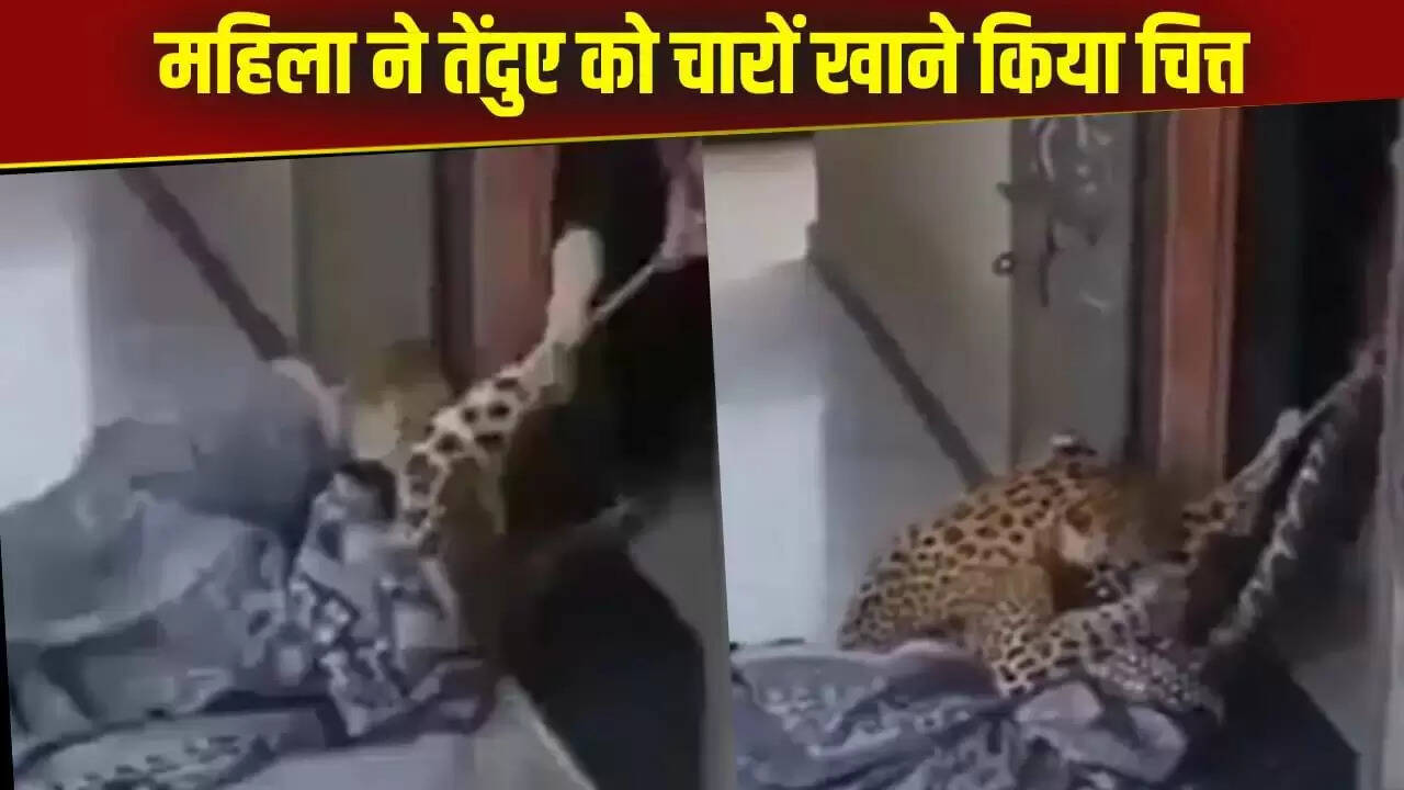 महिला ने तेंदुए को काबू में किया, वीडियो ने इंटरनेट पर मचाई धूम