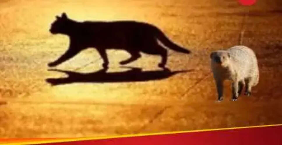 नेवले के रास्ता काटने के संकेत: शुभ या अशुभ?