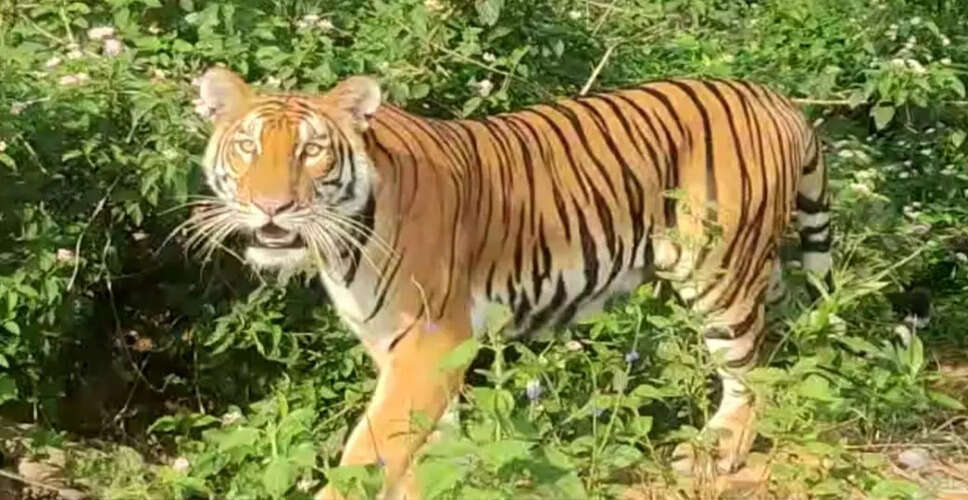 कालीाबोर में बाघों की उपस्थिति से बढ़ी चिंता, प्रशासन ने लगाया प्रतिबंध