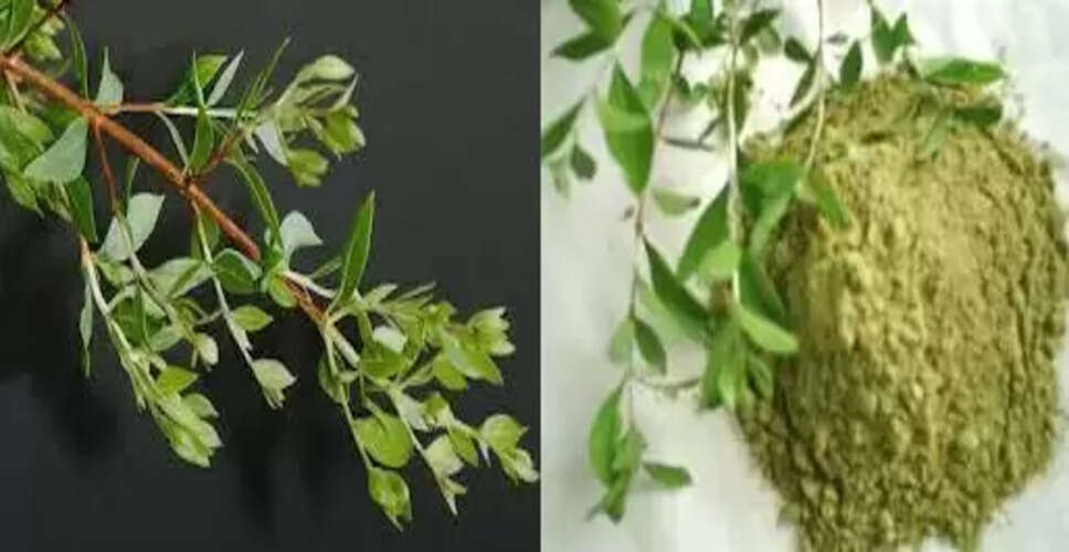 मेंहदी के अद्भुत लाभ: स्वास्थ्य से लेकर सौंदर्य तक