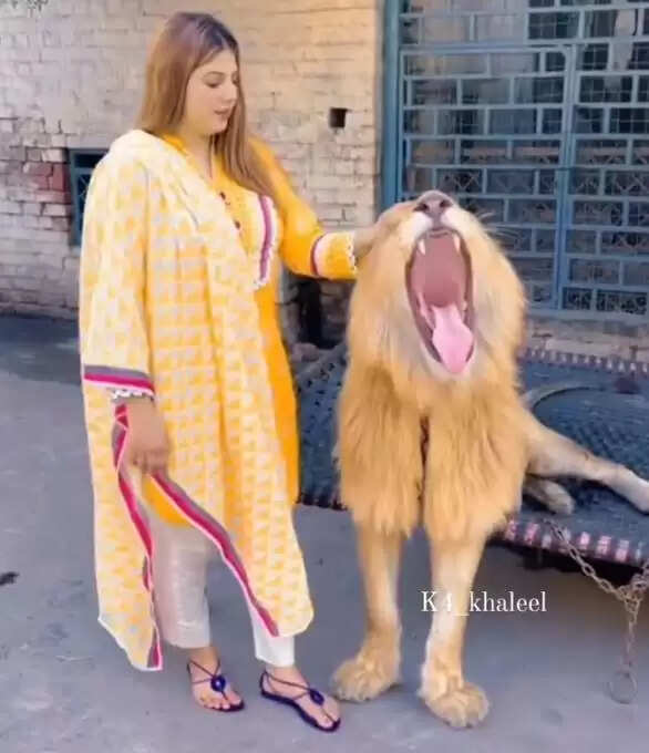 लड़की ने शेर को प्यार से पुचकारा, वीडियो ने मचाई धूम