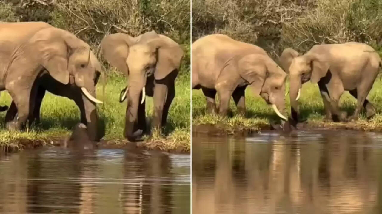 हाथियों का अद्भुत सहयोग: नन्हे गजराज को बचाने का दिल छू लेने वाला वीडियो