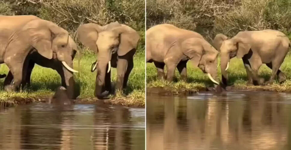 हाथियों का अद्भुत सहयोग: नन्हे गजराज को बचाने का दिल छू लेने वाला वीडियो