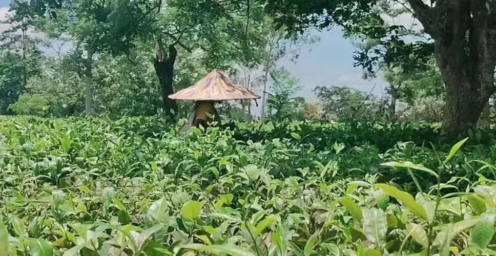 असम में सूखे का असर: चाय और धान की फसलें प्रभावित