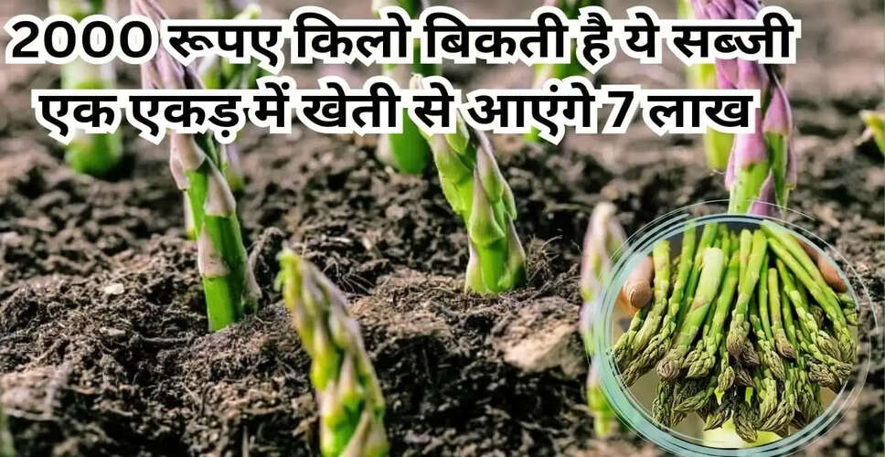शतावरी की खेती: 2000 रुपये किलो बिकने वाली सब्जी से कमाएं लाखों
