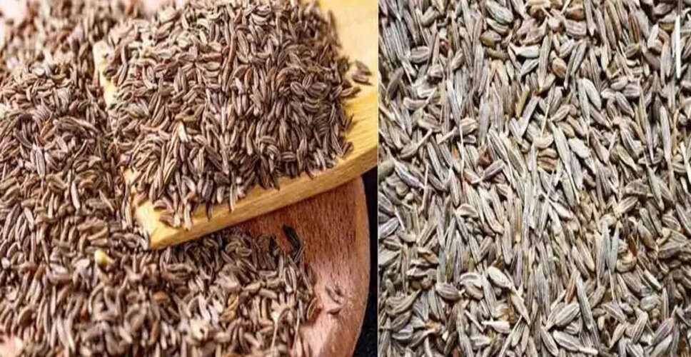 बाजार में नकली जीरे की बढ़ती समस्या: जानें कैसे पहचानें असली जीरा