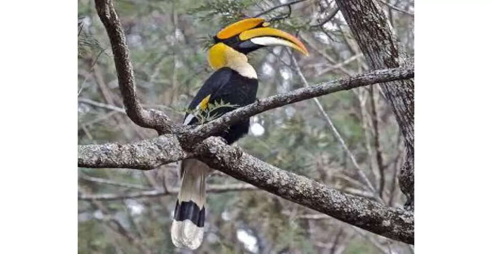 तमिलनाडु में हॉर्नबिल संरक्षण के लिए पहला केंद्र स्थापित