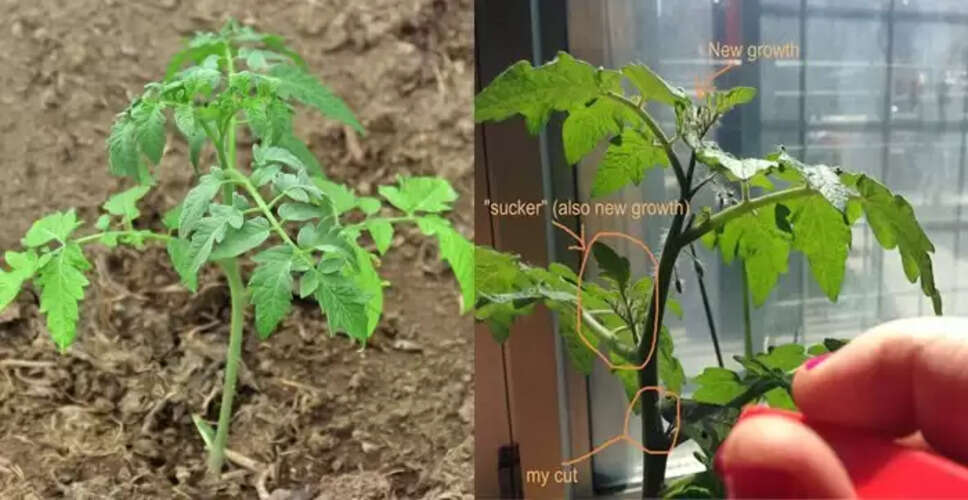 पौधों की चीख: दर्द और तनाव का अनसुना संकेत