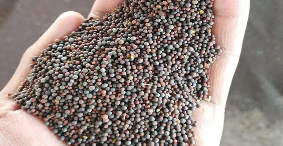 कोटा मंडी में फसलों के भाव में स्थिरता, सरसों में उछाल