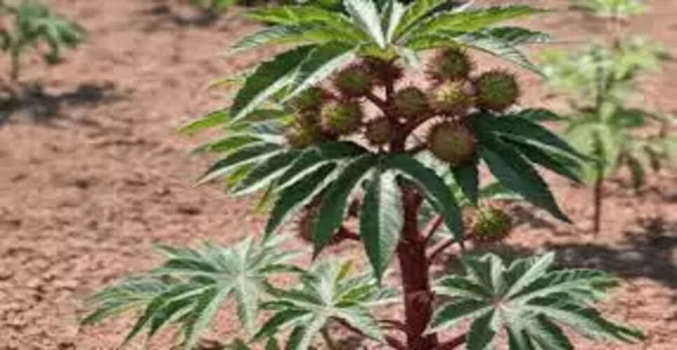 अरण्डी के तेल के अद्भुत लाभ: जानें कैसे करें उपयोग